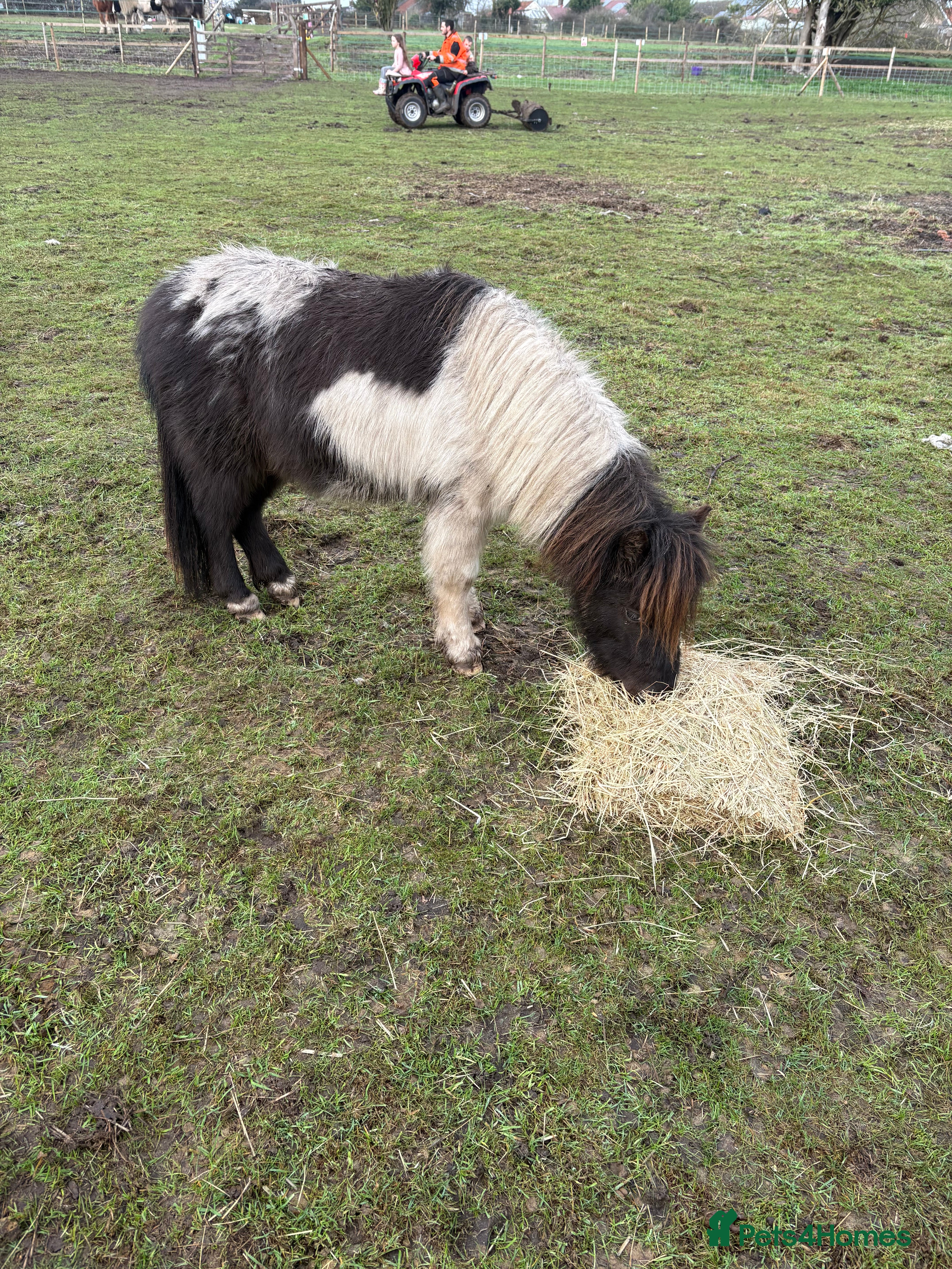 Shetland pony horses Shetland pony  - Advert 2