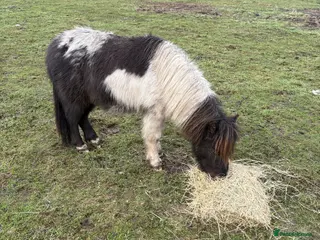 Shetland pony horses Shetland pony - Advert 2