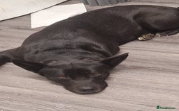 Mixed Breed dogs for sale: Husky cross  - Image 5