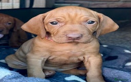 Hungarian Vizsla dogs for sale: Fantastic KC Hungarian Vizsla Puppies! in Rugby - Image 3