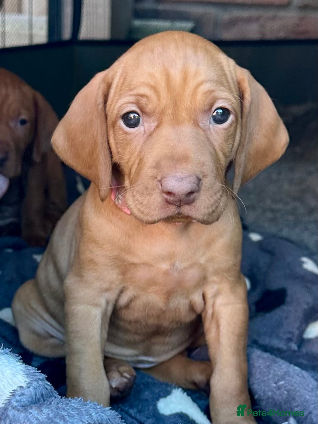 Hungarian Vizsla dogs for sale: Fantastic KC Hungarian Vizsla Puppies! in Rugby - Image 3