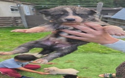Siberian Husky dogs for sale: sibirian husky - Image 3