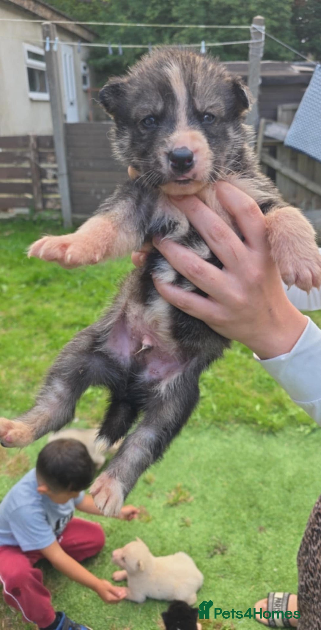 Siberian Husky dogs for sale: sibirian husky - Image 3