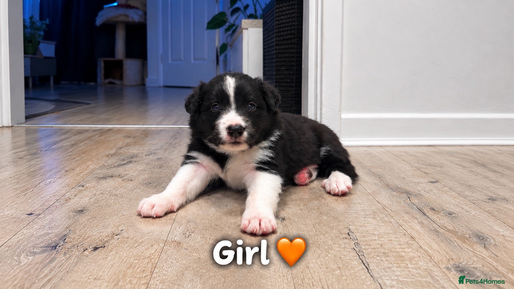 Border Collie dogs for sale: Beautiful Border Collie Puppies-KC Registered - Advert 2