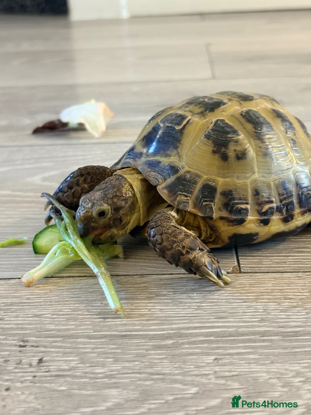Hermann Tortoise reptiles for sale: Turbo horse field tortoise  - Advert 1