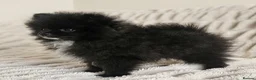 Pomeranian dogs for sale: Pomeranians - Advert 33
