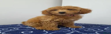 Miniature Poodle 5 pink collar