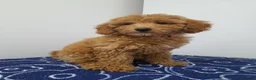 Miniature Poodle dogs for sale: Beautiful miniature poodle puppies ready now - Advert 29