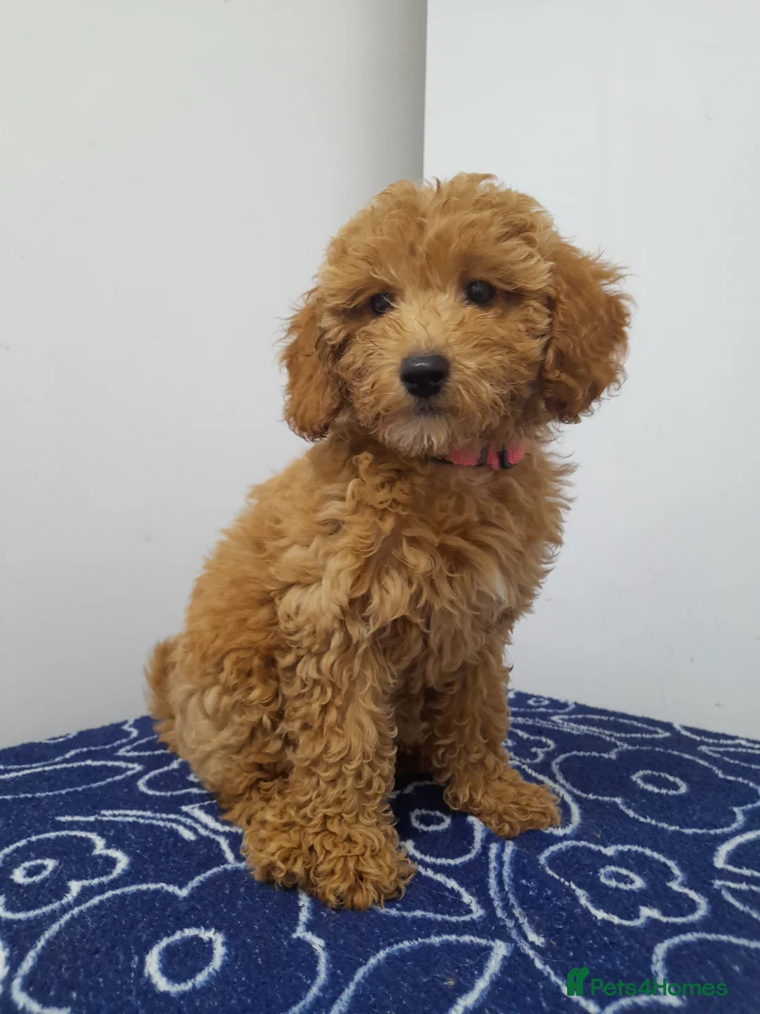Miniature Poodle dogs for sale: Beautiful miniature poodle puppies ready now - Advert 35