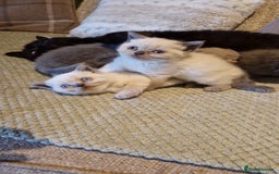 British Shorthair cats for sale: Beutiful British shorthair kittens  - Image 2