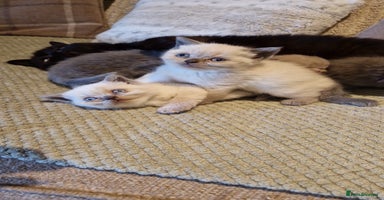 British Shorthair cats - Advert 11