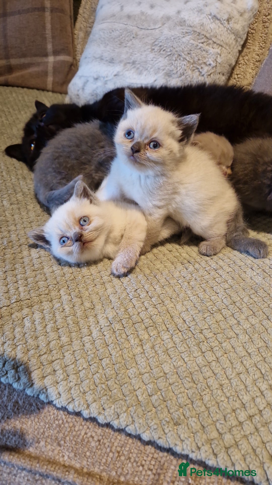 British Shorthair cats for sale: Beutiful British shorthair kittens  - Image 2