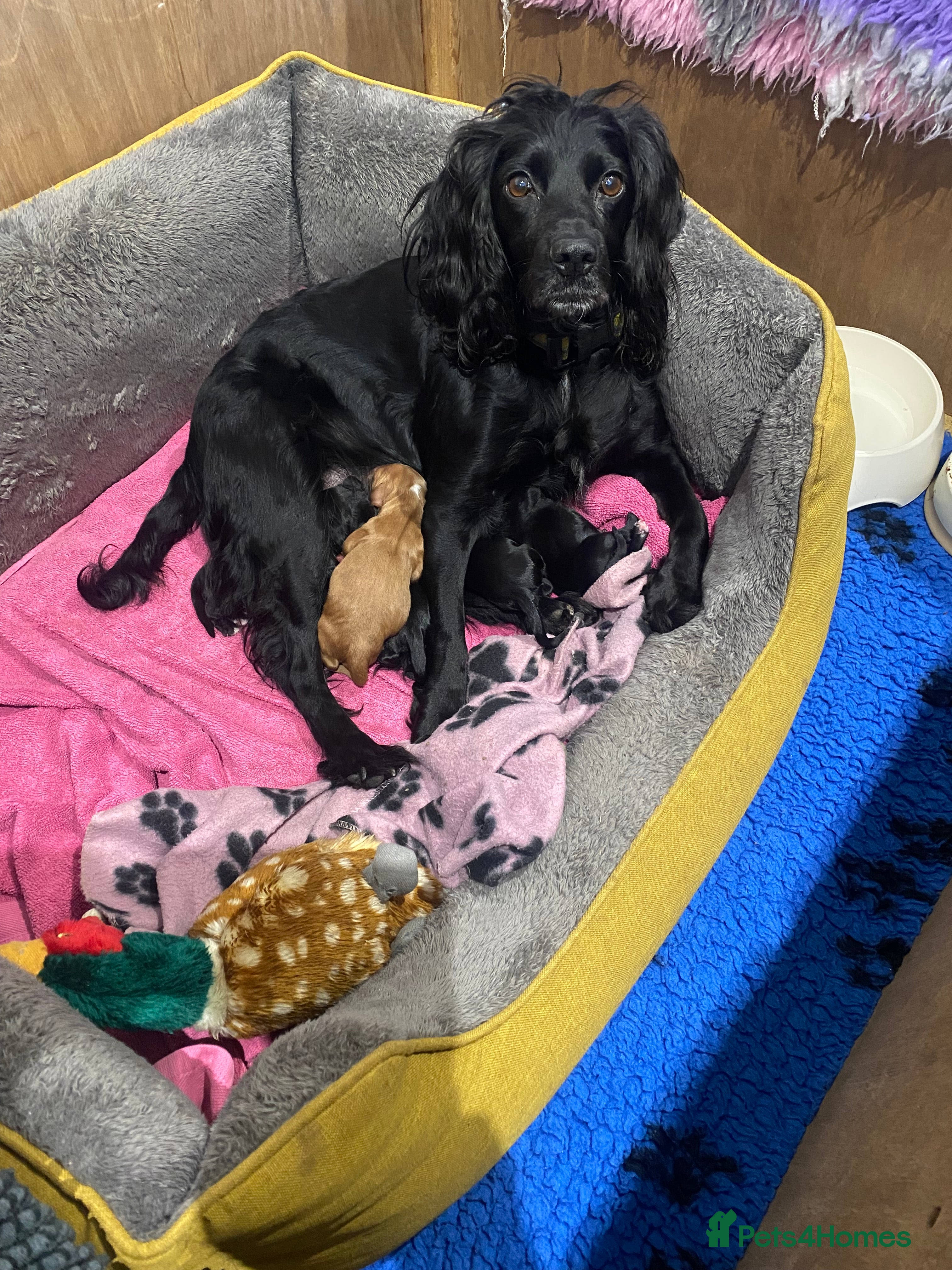 Cocker Spaniel dogs Cocker spaniel puppies  - Advert 4