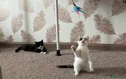 Mixed Breed cats for sale: Two mixed breed kittens for sale - Image 1