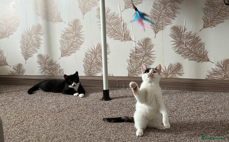 Mixed Breed cats - Advert 8