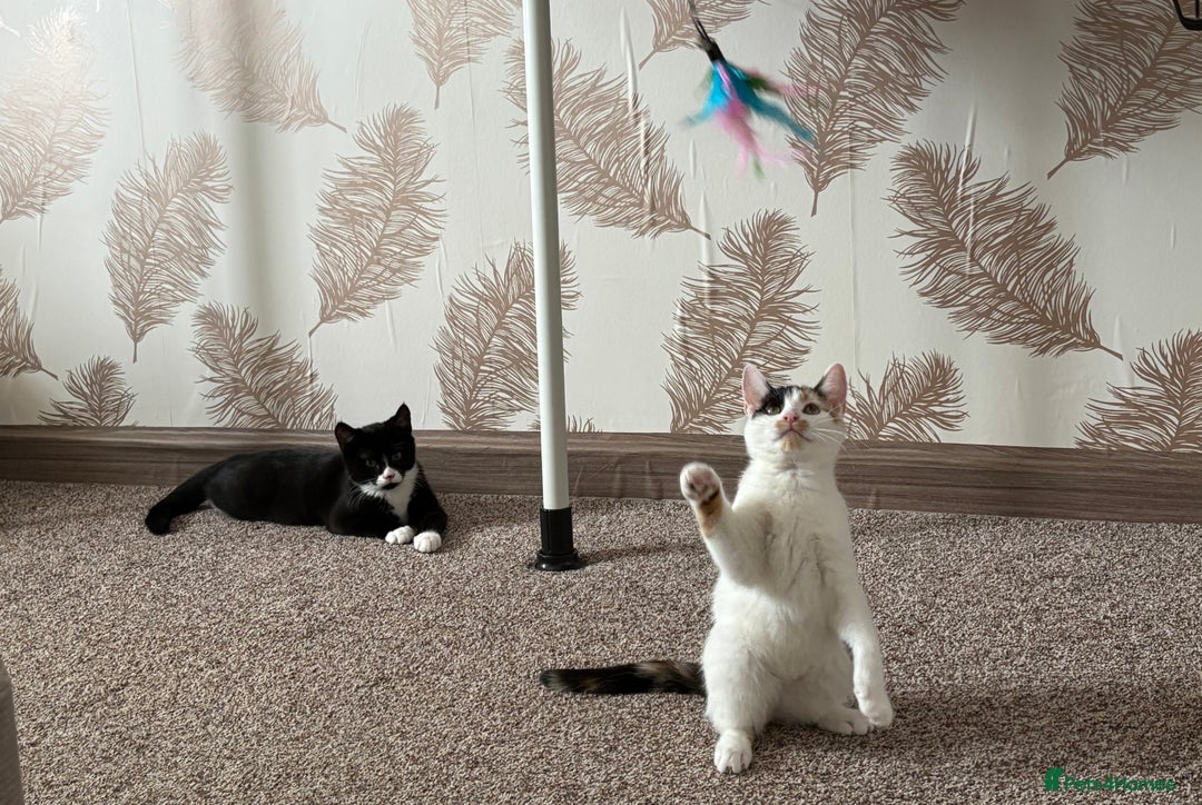 Mixed Breed cats for sale: Two mixed breed kittens for sale - Image 1