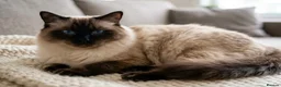 Ragdoll cats for sale: URGENT little Orphan Kitten needs a home!  - Advert 2