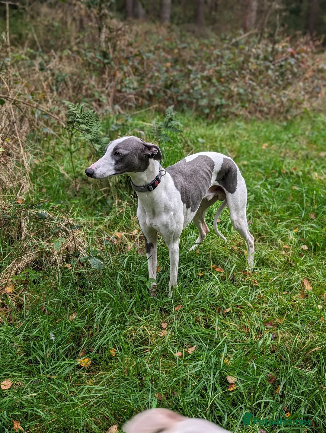 Whippet dogs for stud: Full cream kc and blue white parti kc for stud in Crook - Advert 1
