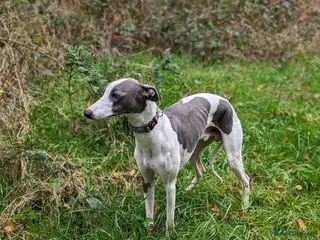 Whippet dogs Full cream kc and blue white parti kc for stud in Crook - Advert 5