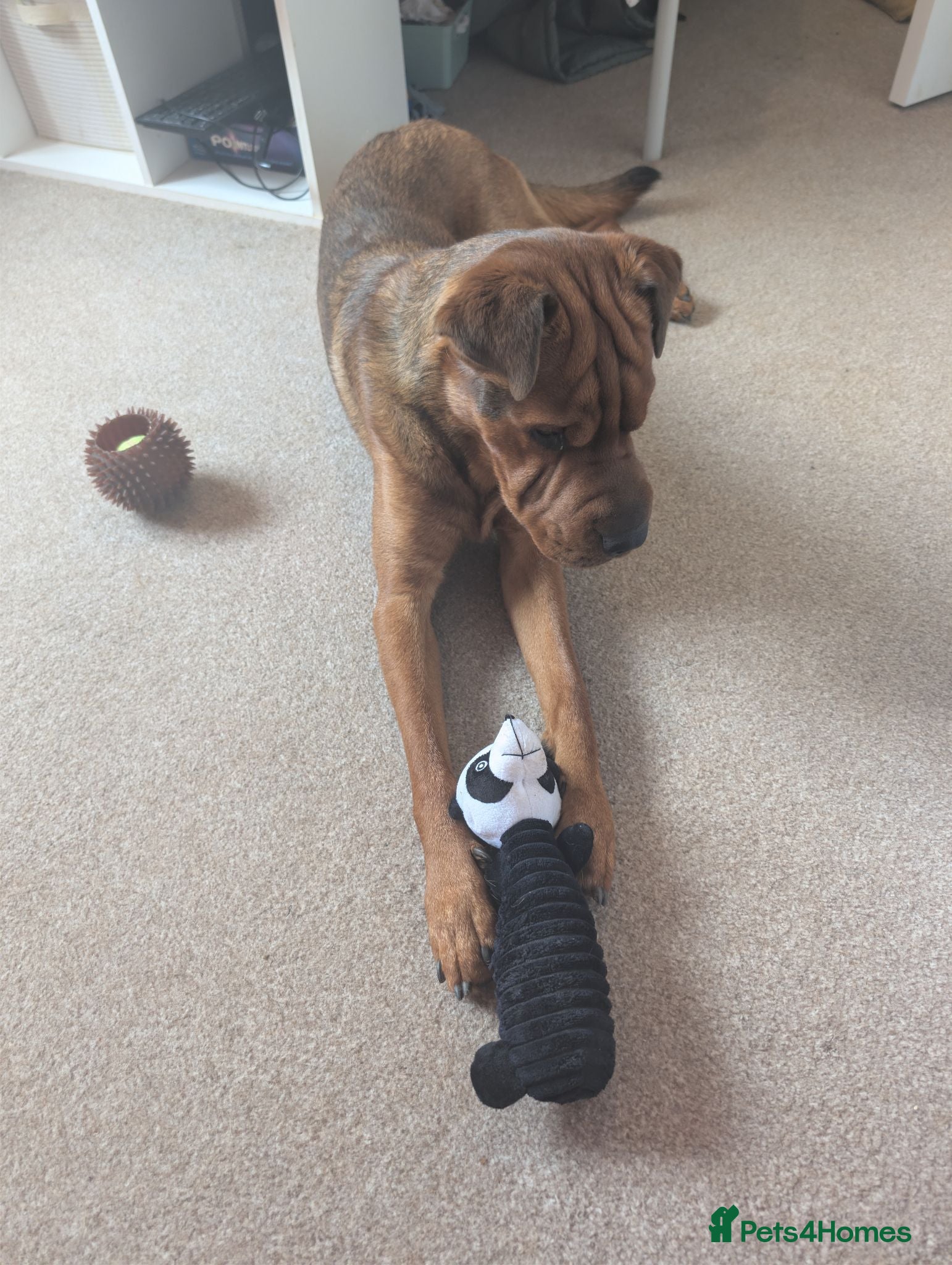 Mixed Breed dogs Dog for rehoming - Advert 1