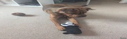 Mixed Breed dogs for sale: Dog for rehoming in Wolverhampton - Advert 1