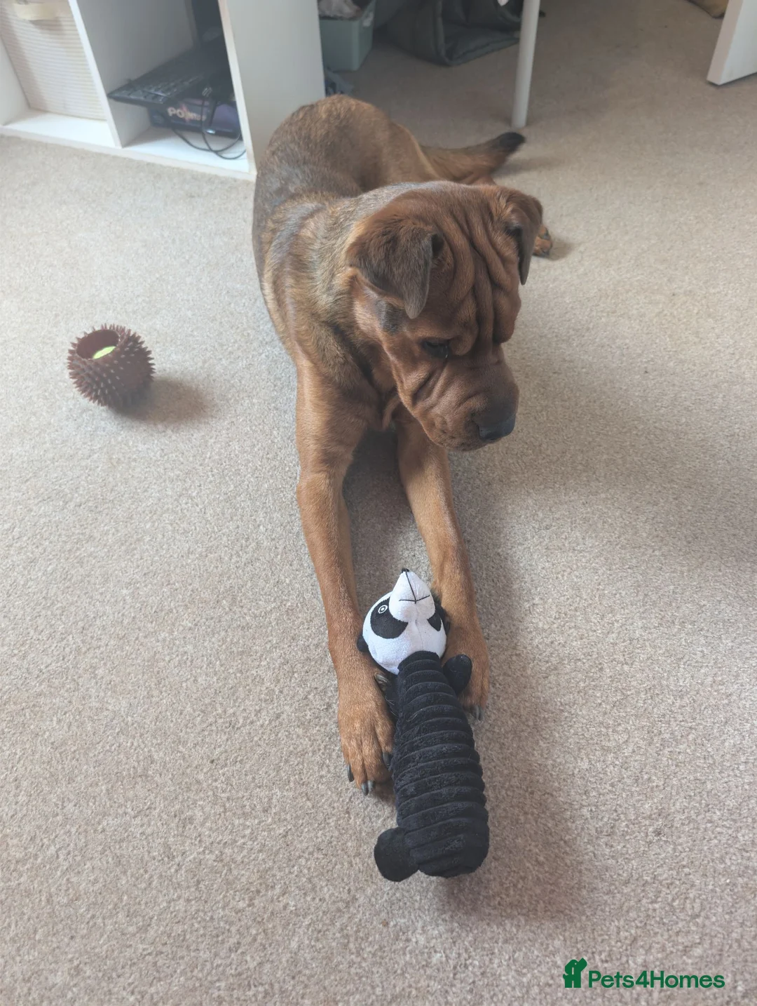 Mixed Breed dogs for sale: Dog for rehoming in Wolverhampton - Advert 1