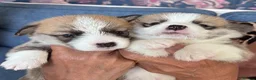 Welsh Corgi Pembroke dogs for sale: Hand reared Pembroke Corgis in Tenby - Advert 19