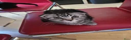 Mixed Breed cats for sale: Adorable&Super friendly kittens 🐈‍⬛  - Advert 1