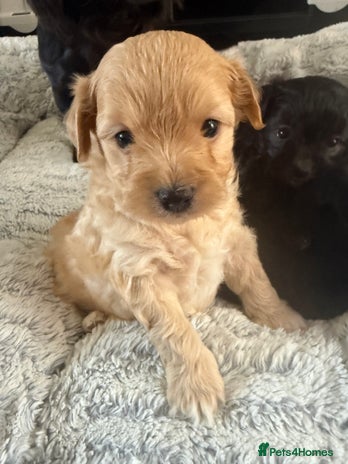 Chapoo Dogs Chipoo puppies for sale | Pets4Homes