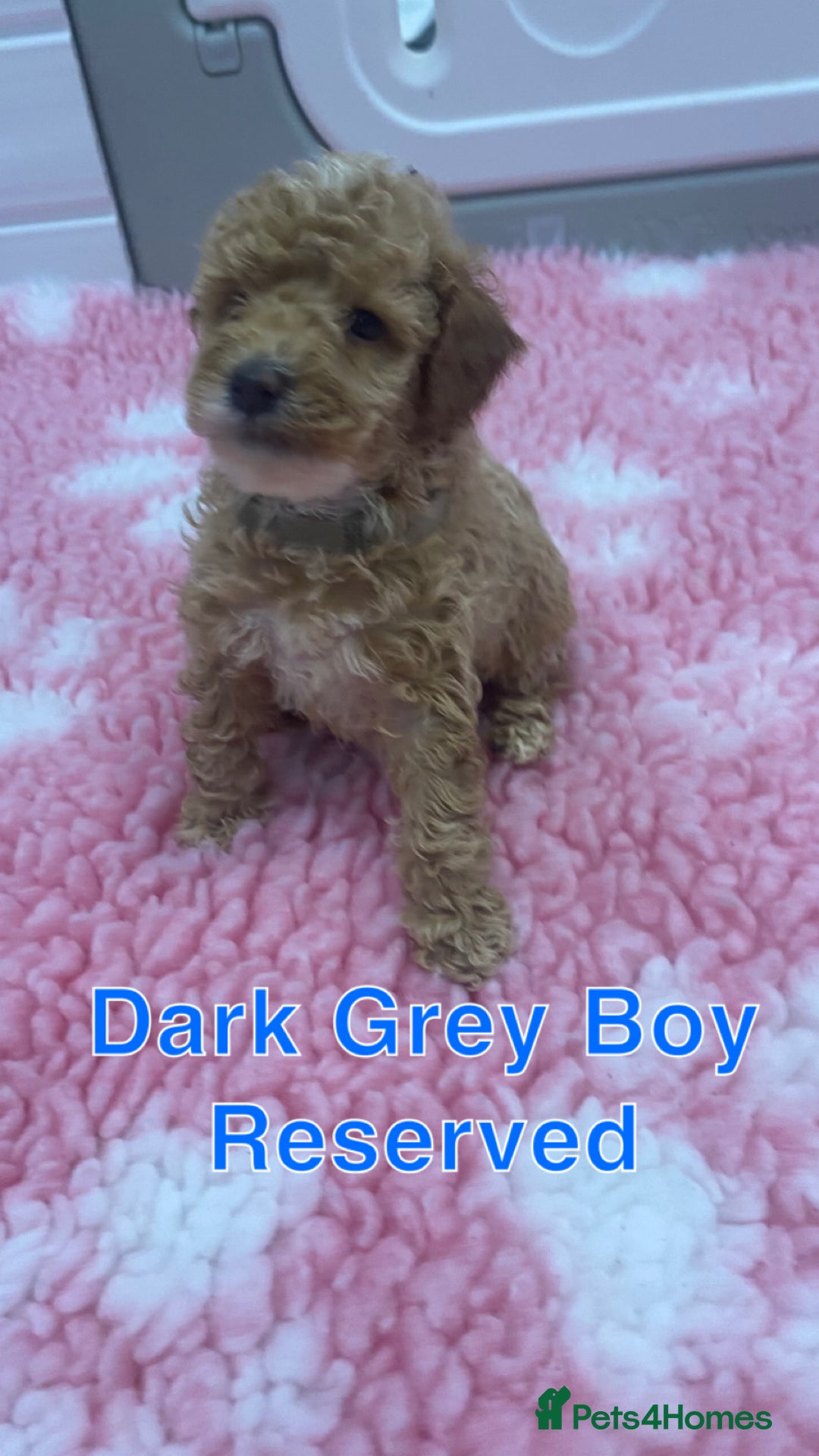 Labradoodle dogs for sale: Multi- Generation Toy/Mini parti Labradoodles   - Advert 37