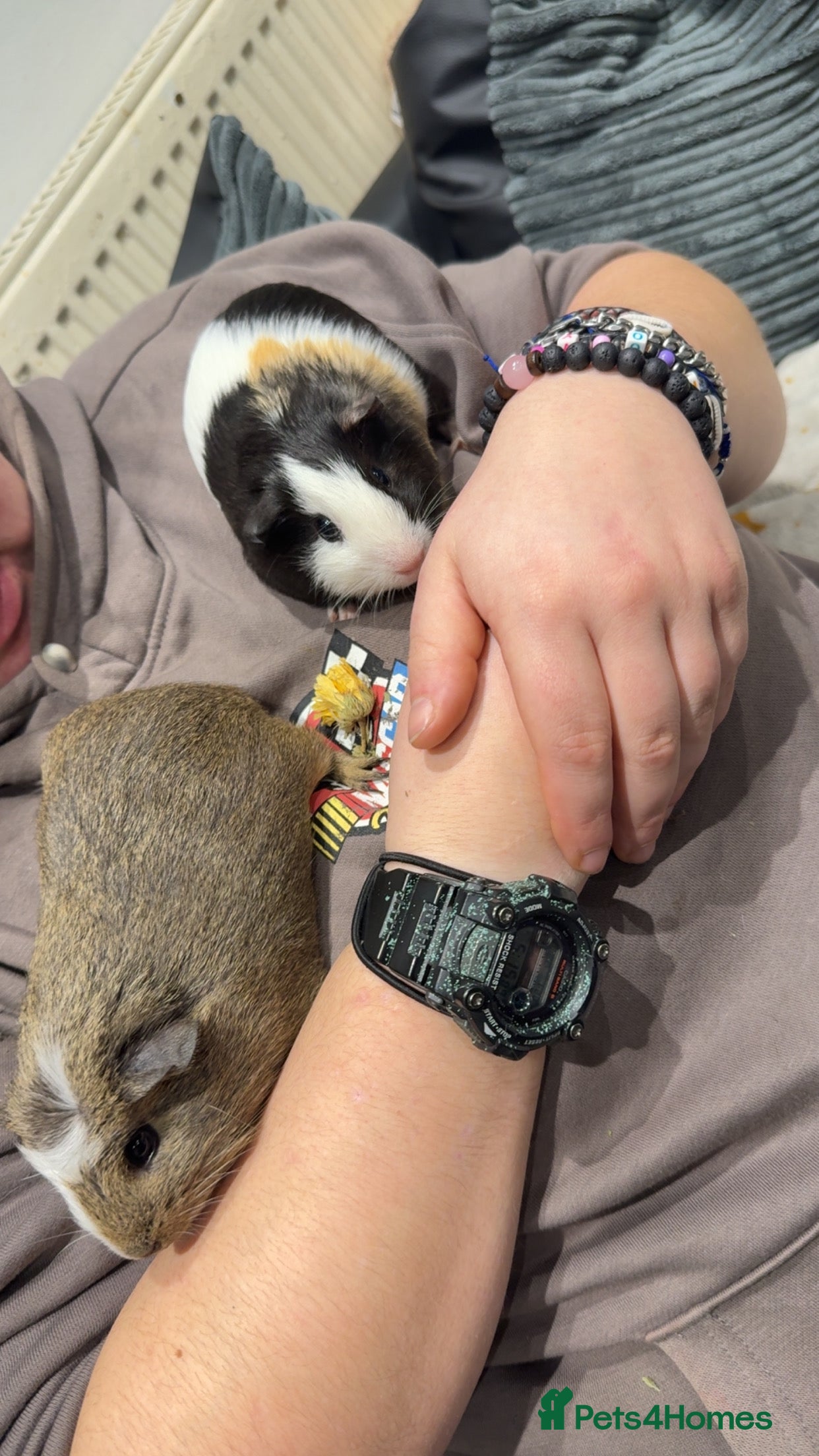 Guinea Pig rodents Two young male Guinea pigs £40 for the pair  - Advert 1