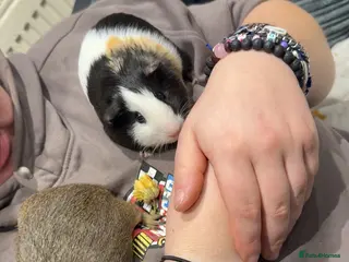 Guinea Pig rodents Two young male Guinea pigs £40 for the pair - Advert 4