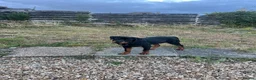 Rottweiler dogs for sale: Rottweiler puppies for show & breeding - Advert 19