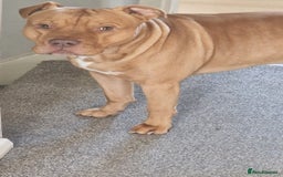 Mixed Breed dogs for sale: Loving Dog Looking for a Forever Home! - Advert 14