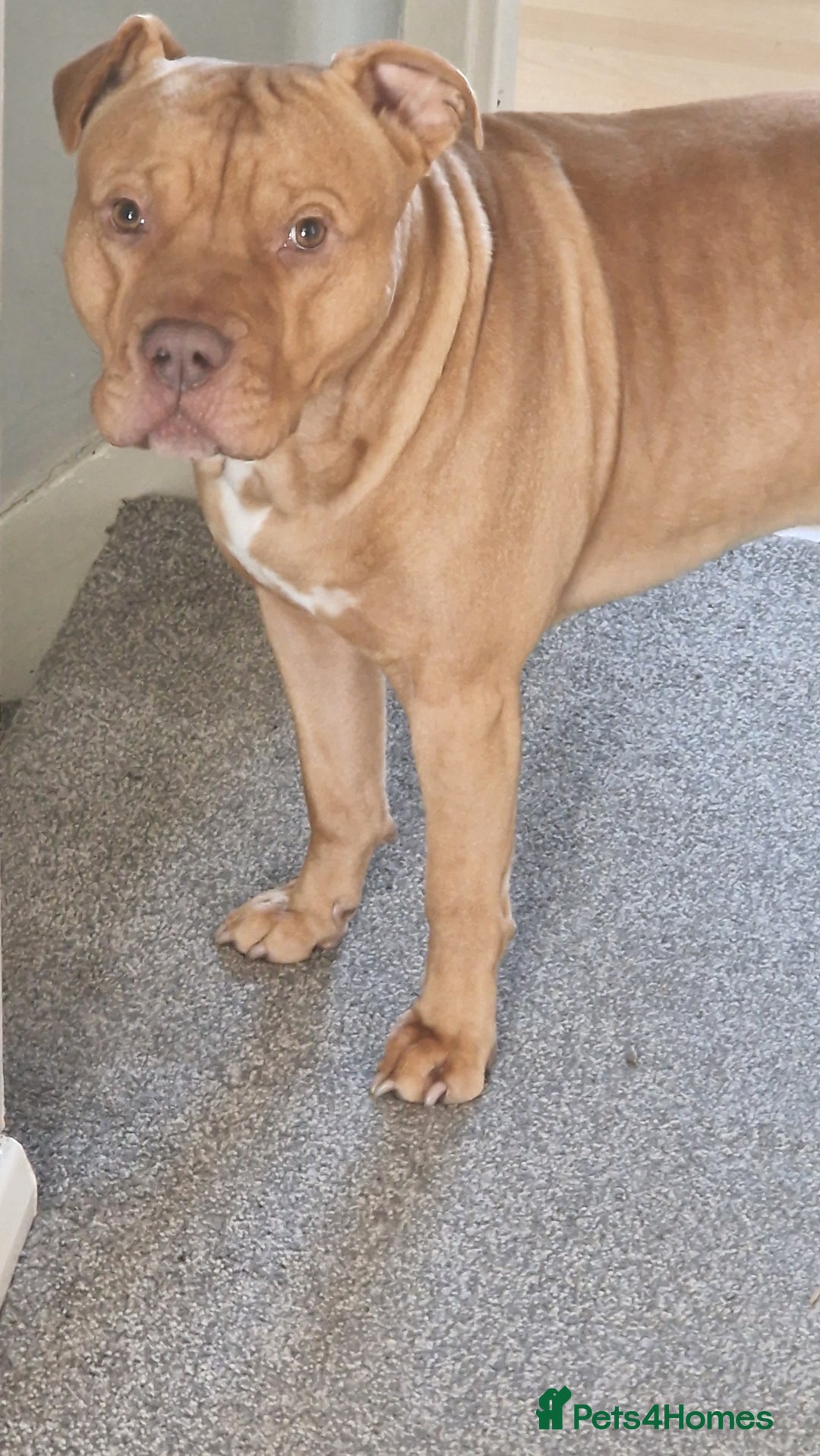 Mixed Breed dogs for sale: Loving Dog Looking for a Forever Home! - Advert 14