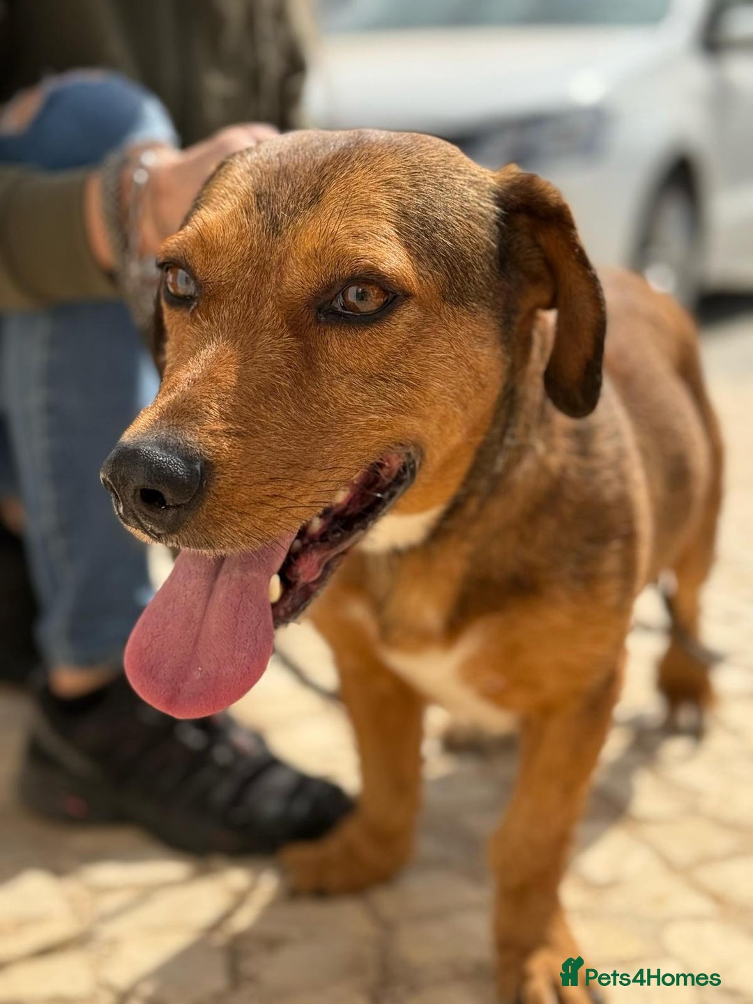 Mixed Breed dogs for adoption: Tiny Tupac - Image 8