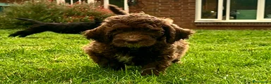 Saint Berdoodle 5