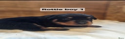 Rottweiler dogs for sale: 3 Beautiful rottweiler pups - Advert 2