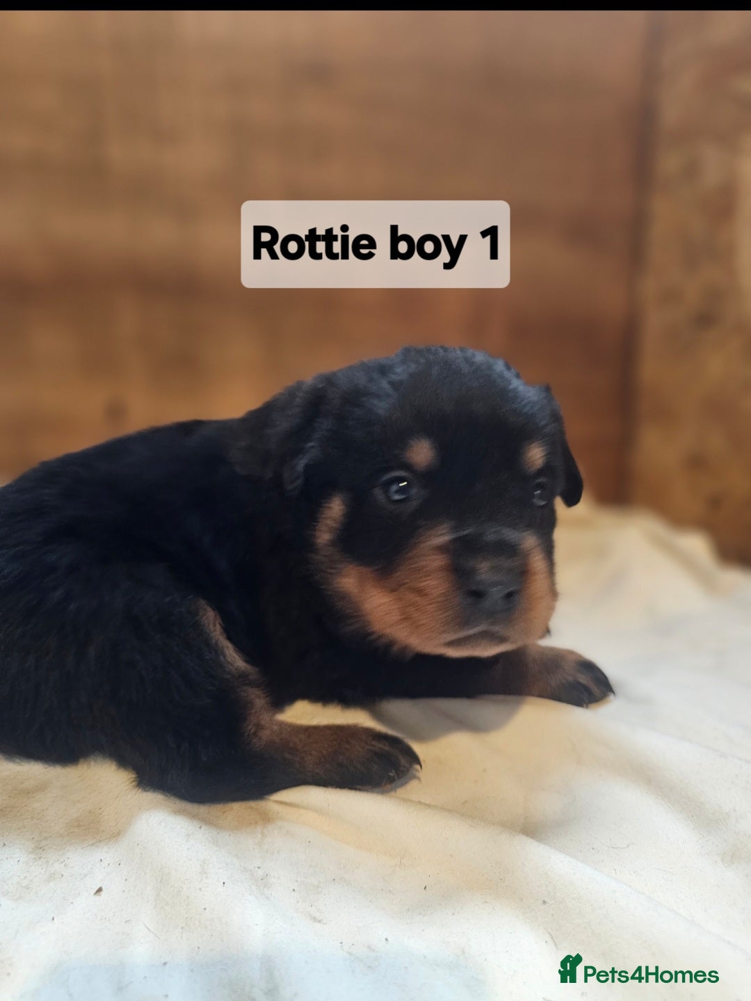 Rottweiler dogs for sale: 3 Beautiful rottweiler pups - Advert 2