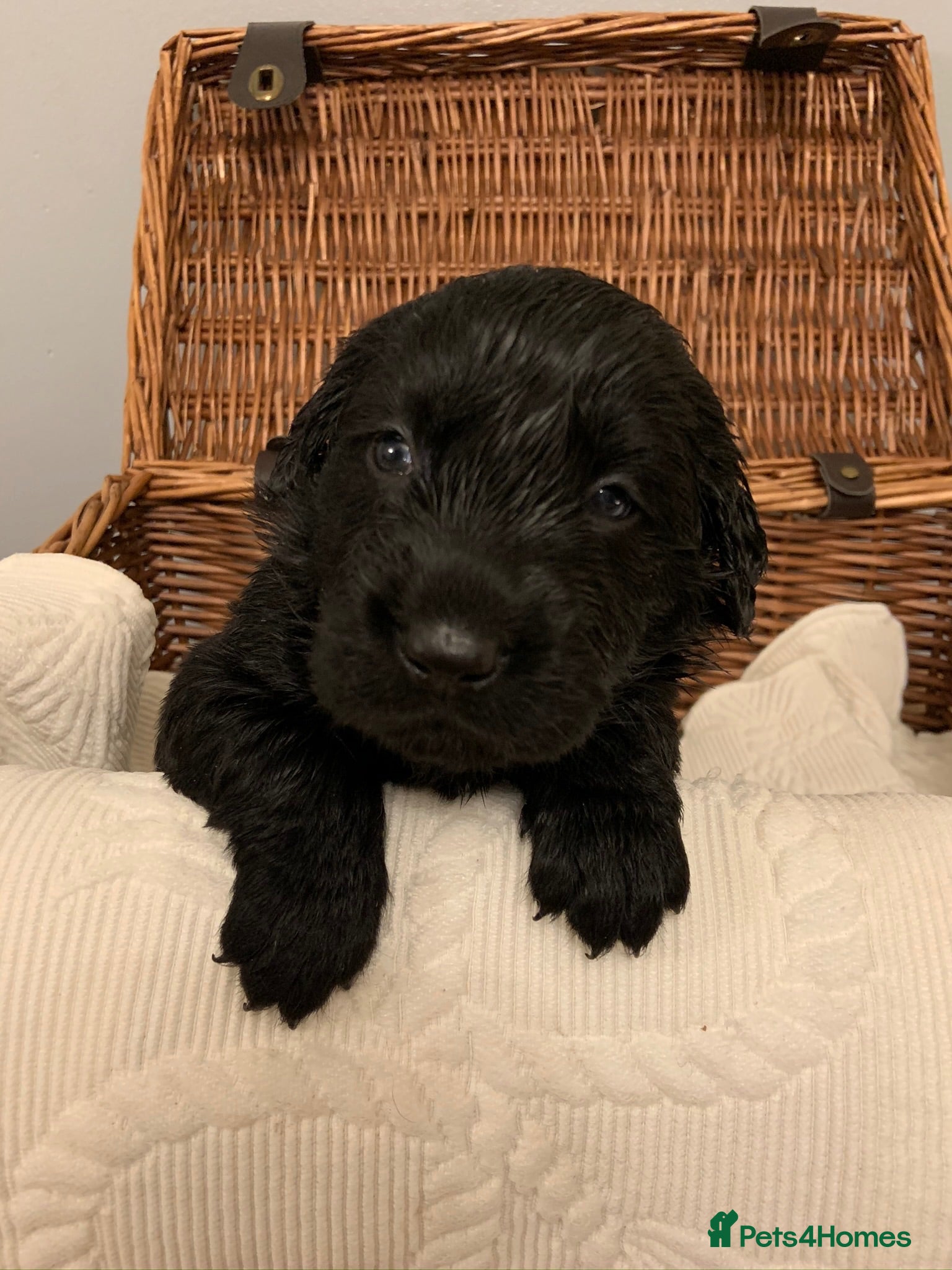 Mixed Breed dogs Stunning litter Flat coat x golden retriever  - Advert 2