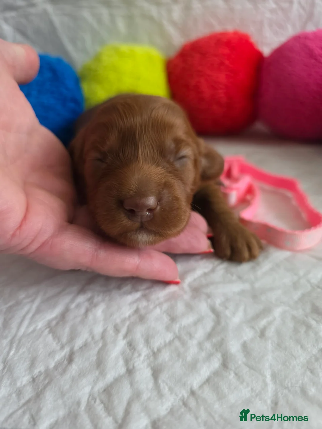 Australian Labradoodle dogs for sale:  👑 Multigen Toy Bred Australian Double Doodles 👑 - Advert 23