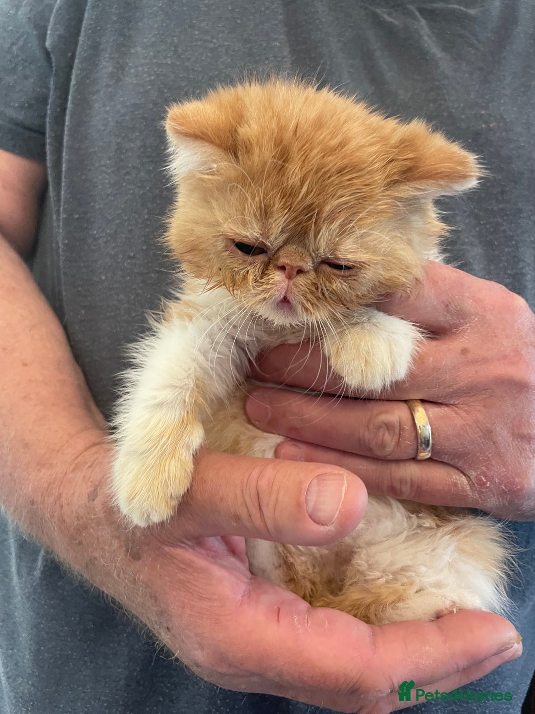 Exotic cats for sale: Exotic kitten - Image 2