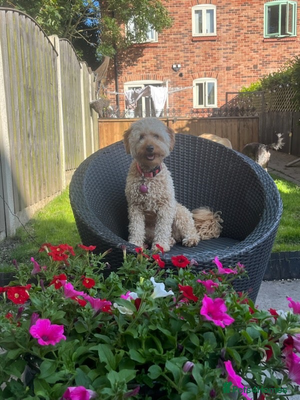 Labradoodle dogs F2bs labradoodle puppies  - Advert 3