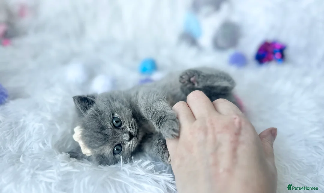 British Shorthair cats for sale: ⭐️ British Shorthair & Longhaired Kittens⭐️  - Advert 24