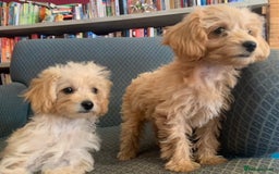 Chipoo dogs for sale: Beautiful Chipoo Pups - Image 2