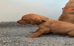 Hungarian Vizsla dogs for sale: Amazing Hungarian vizsla puppies - Image 14