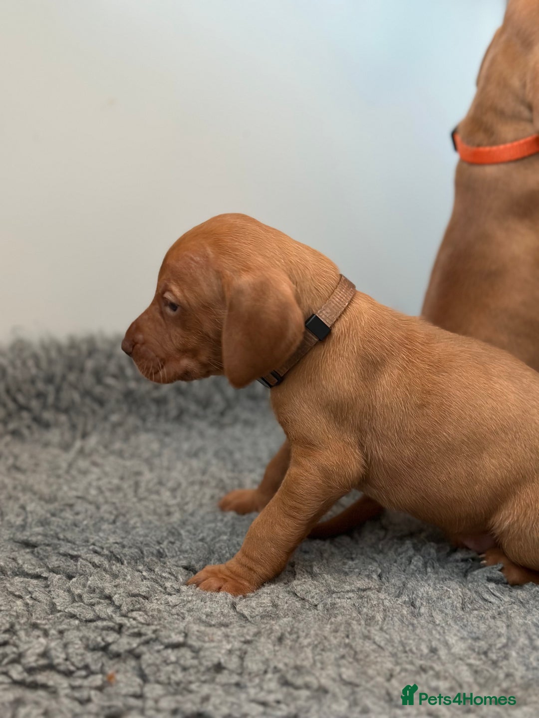 Hungarian Vizsla dogs for sale: Amazing Hungarian vizsla puppies - Image 14