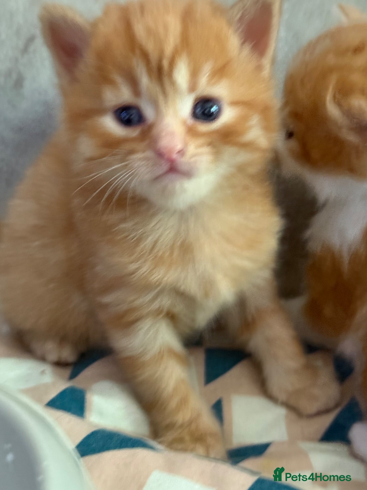 Mixed Breed cats RESERVE NOW! female kittens looking for 5⭐️home - Advert 4
