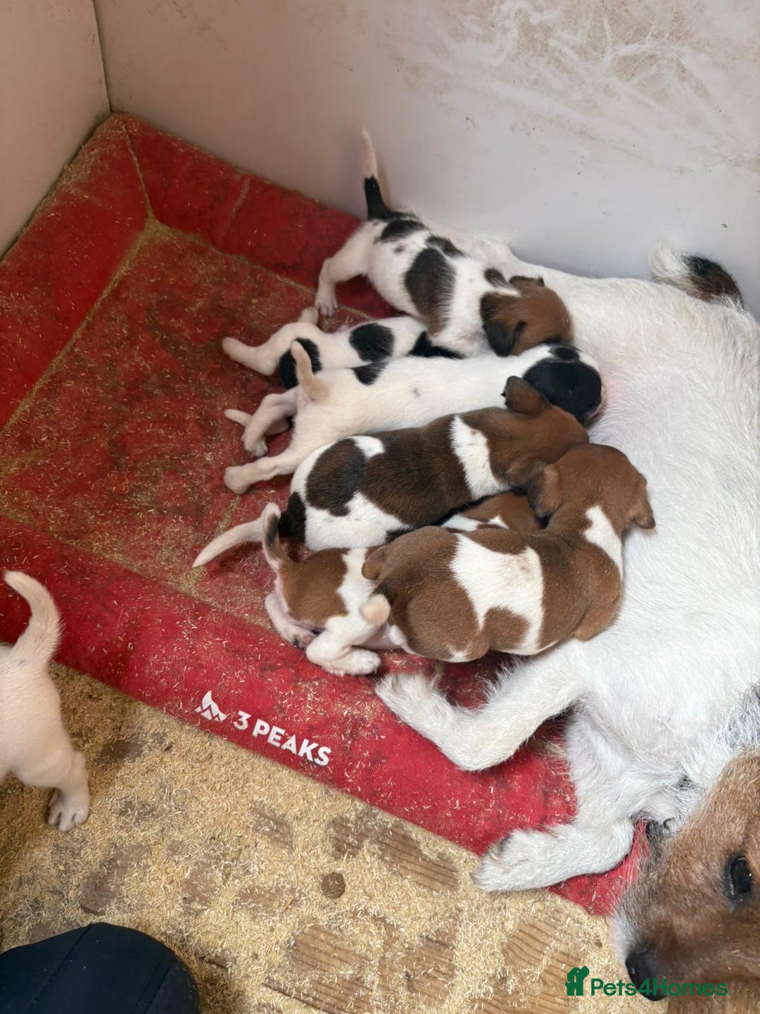 Jack Russell dogs for sale: Jack Russell puppies 5 boys left - Image 2