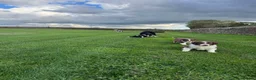 Border Collie dogs for sale: Gorgeous Litter of border collie puppy’s  - Advert 11